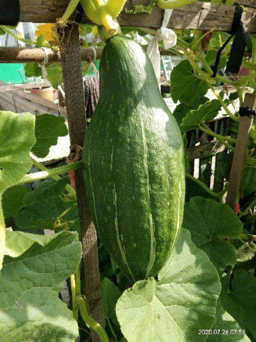 花花的瓜怎么吃,解锁美味新体验