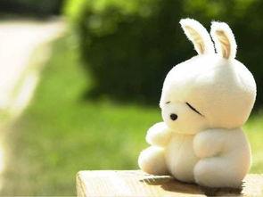 流氓兔吃瓜,流氓兔的瓜田奇遇记