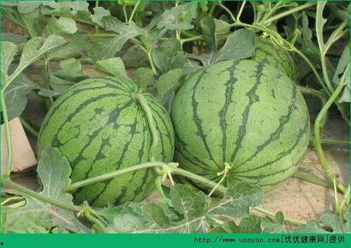 吃瓜聚集处,揭秘热门话题背后的真相与趣味