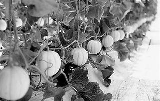 吃生瓜菜视频,一场味蕾的冒险之旅