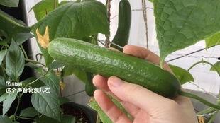 吃瓜吗新出的瓜,吃瓜吗新瓜引爆网络