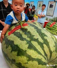 小王吃瓜不卖瓜的故事内容,瓜田里的智慧与成长