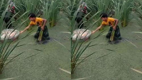 宝宝可以吃茭瓜吗,茭瓜的营养与适宜食用指南