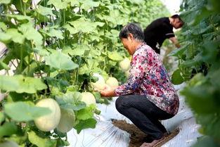 空中吃瓜,揭秘高空美食的独特魅力