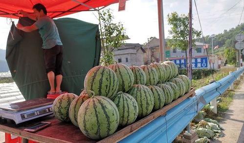 西南农林吃瓜事件,一场校园风波的反思与启示