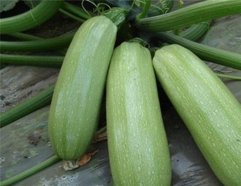 吃囊瓜有什么好处,滋养身心，益处多多的健康之选