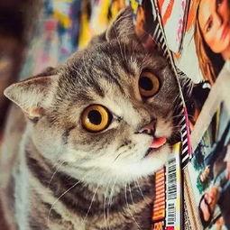 吃瓜吐舌的群众,吃瓜吐舌群众背后的社会现象解析