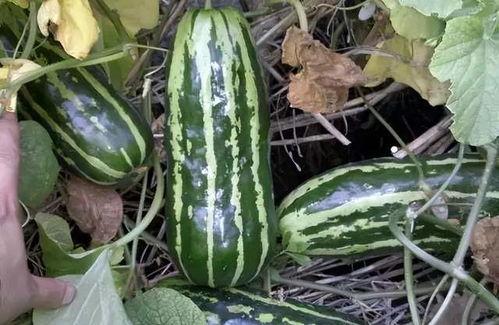 什么时代都吃瓜,从古至今的饮食文化探秘