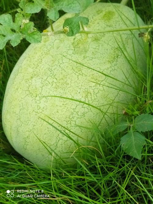 吃瓜绿是谁,网络红人的崛起与影响力