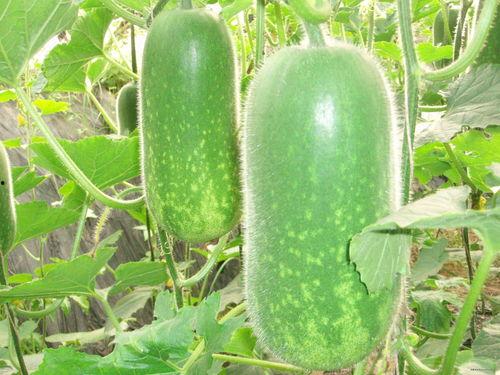 大清早吃瓜图片,瓜田里的欢乐时光