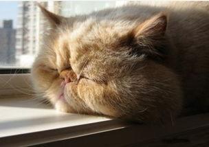 猫扒在窗上吃瓜,瓜香四溢，一幕温馨生活场景