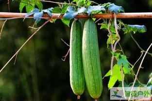 瓜补多少天可以吃