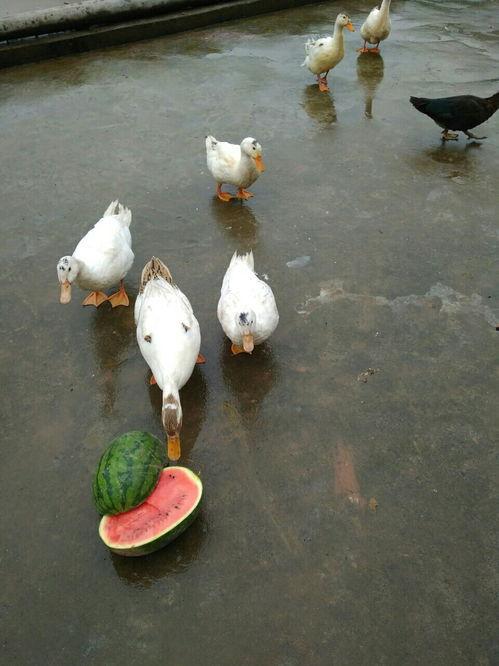 道具萌鸭吃瓜,欢乐无限，趣味横生的夏日时光