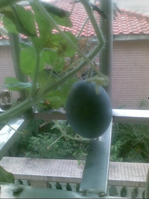 吃瓜阳台事件,揭秘网络舆论的狂欢与反思