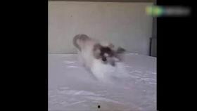 王者小猫吃瓜,揭秘电竞圈幕后风云