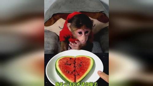 吃货吃瓜图片,吃货眼中的瓜果图鉴