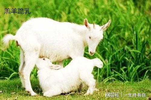 吃瓜社在下小羊,一场娱乐圈的“瓜田”盛宴