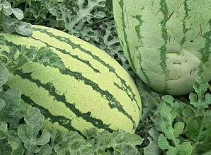 形容吃瓜的样子