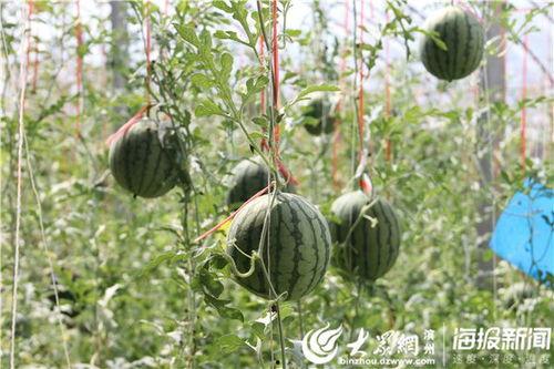 山东蒙阴吃瓜事件视频,一场引发热议的网络视频风波