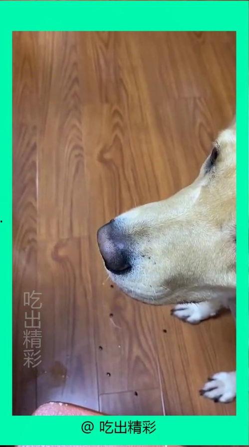 小狗吃蜜瓜吐了,宠物饮食安全引关注