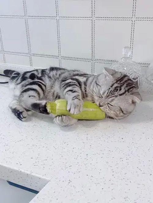 猫吃白瓜