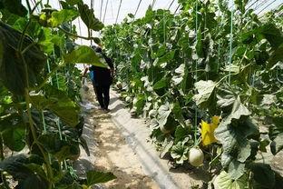 利辛吃瓜视频,揭秘网络热点的背后真相