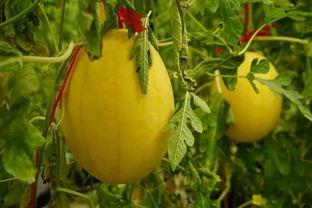 福建吃瓜群,揭秘闽地美食圈的热闹与趣味