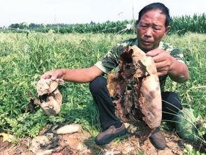 高阳最新吃瓜事件,最新事件引发网友热议