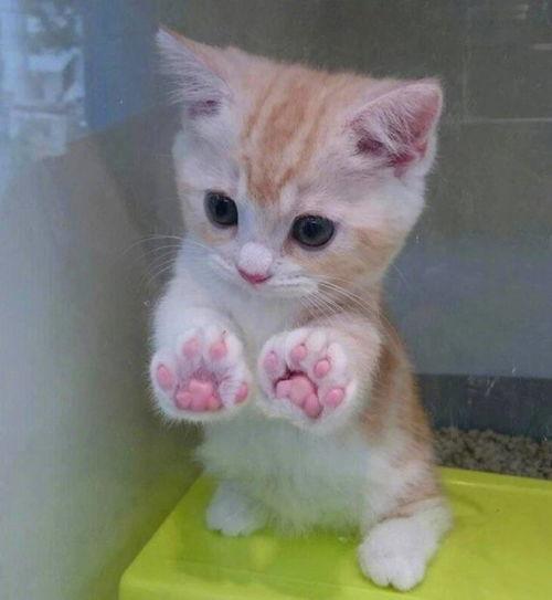 吃瓜猫咪头像可爱,吃瓜猫咪头像的可爱魅力