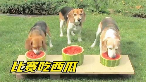 狗狗比赛吃瓜视频,萌宠欢乐竞技场