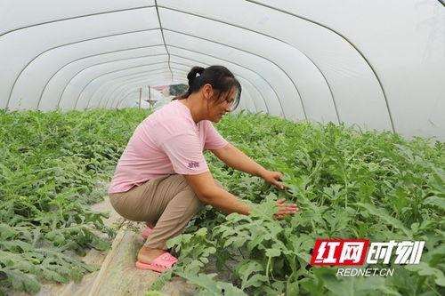 棚主吃瓜,揭秘娱乐圈幕后故事