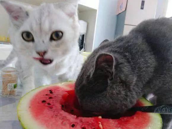 猫吃瓜骂孩子,趣味日常里的温馨瞬间