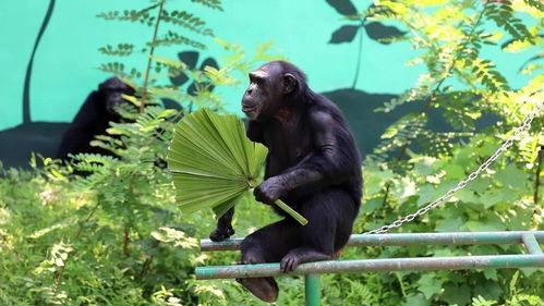 大猩猩吃瓜群众,揭秘动物界的“吃瓜”现象