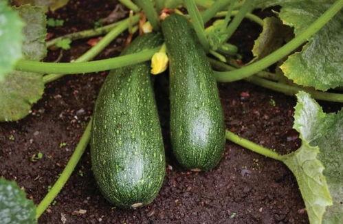 秋瓜真吃吗,秋瓜真吃吗？揭秘秋季水果的食用真相