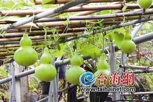 咳嗽吃葫芦瓜有用吗,传统食疗的神奇功效