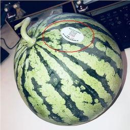 认真吃瓜网红,揭秘认真吃瓜网红的爆红之路