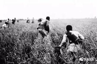 红色往事吃瓜群众岱,揭秘吃瓜群众岱的传奇人生