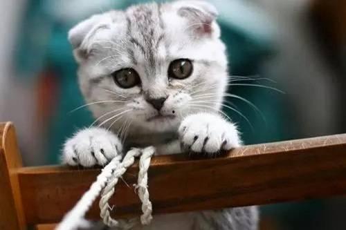 武汉红头猫吃瓜,萌态可掬引发网友热议