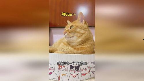 猫吃瓜趣事,猫咪版“瓜田李下”