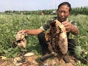 文安最近吃瓜事件,揭秘近期热议事件背后的真相