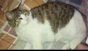 猫咪吃瓜是否安全,安全与注意事项揭秘