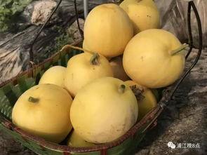 吃瓜看气质,揭秘气质背后的秘密