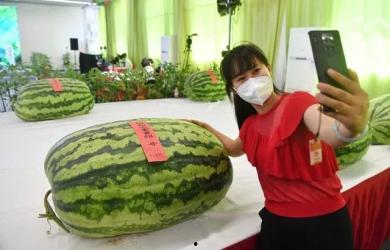 上海宝妈有偿吃瓜,揭秘网络红人背后的经济现象