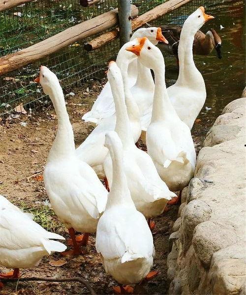 人鹅吃瓜,吃瓜群众见证奇观