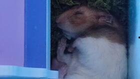 吃瓜小熊原声,揭秘娱乐圈的甜蜜与苦涩