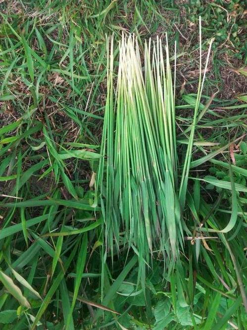 吃瓜草根图片,揭秘吃瓜草根的神秘世界