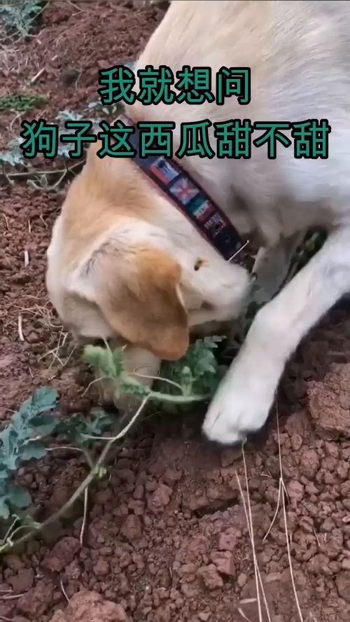 吃瓜狗子套路人,揭秘人生百态的幽默观察