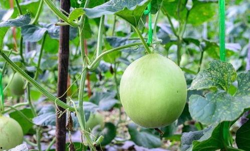 吃瓜吃坏嗓子怎么办,缓解吃瓜嗓子不适的实用攻略