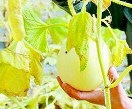 周公解梦摘瓜吃,摘瓜吃之寓意解析