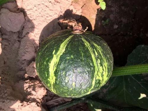 伊宁太太圈吃瓜,揭秘网红圈层背后的“吃瓜”故事